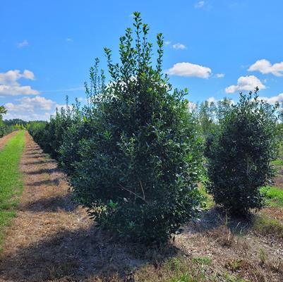Juniperus chinensis 'Gold Lace'