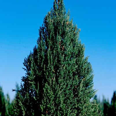 Juniperus chinensis 'Nick's Compacta'