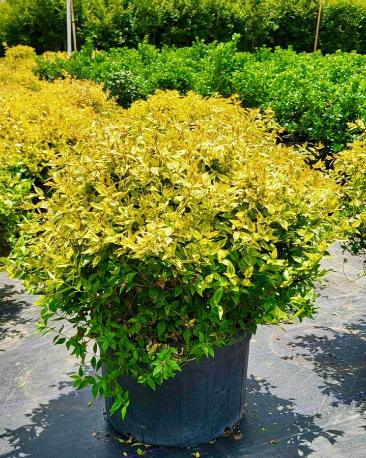 Abelia x grandiflora 'Kaleidoscope' - Glossy Abelia from Jericho Farms