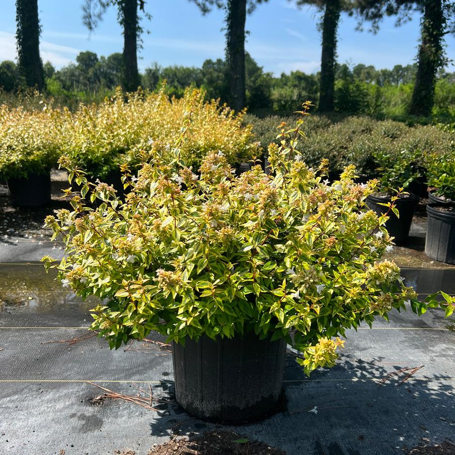 Abelia x grandiflora 'Kaleidoscope' - Glossy Abelia from Jericho Farms