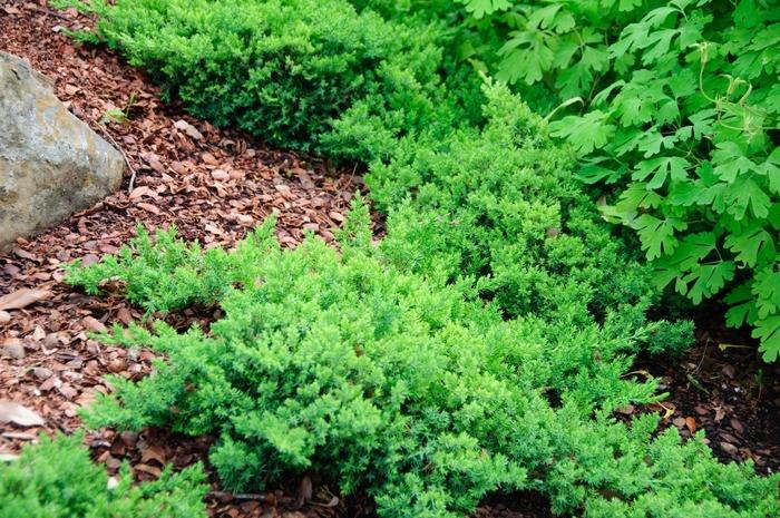 Juniperus procumbens Nana