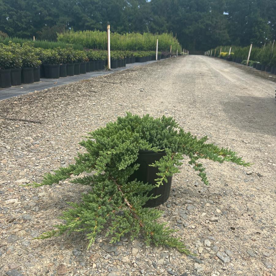 Juniperus procumbens 'Nana' - Japanese Garden Juniper from Jericho Farms