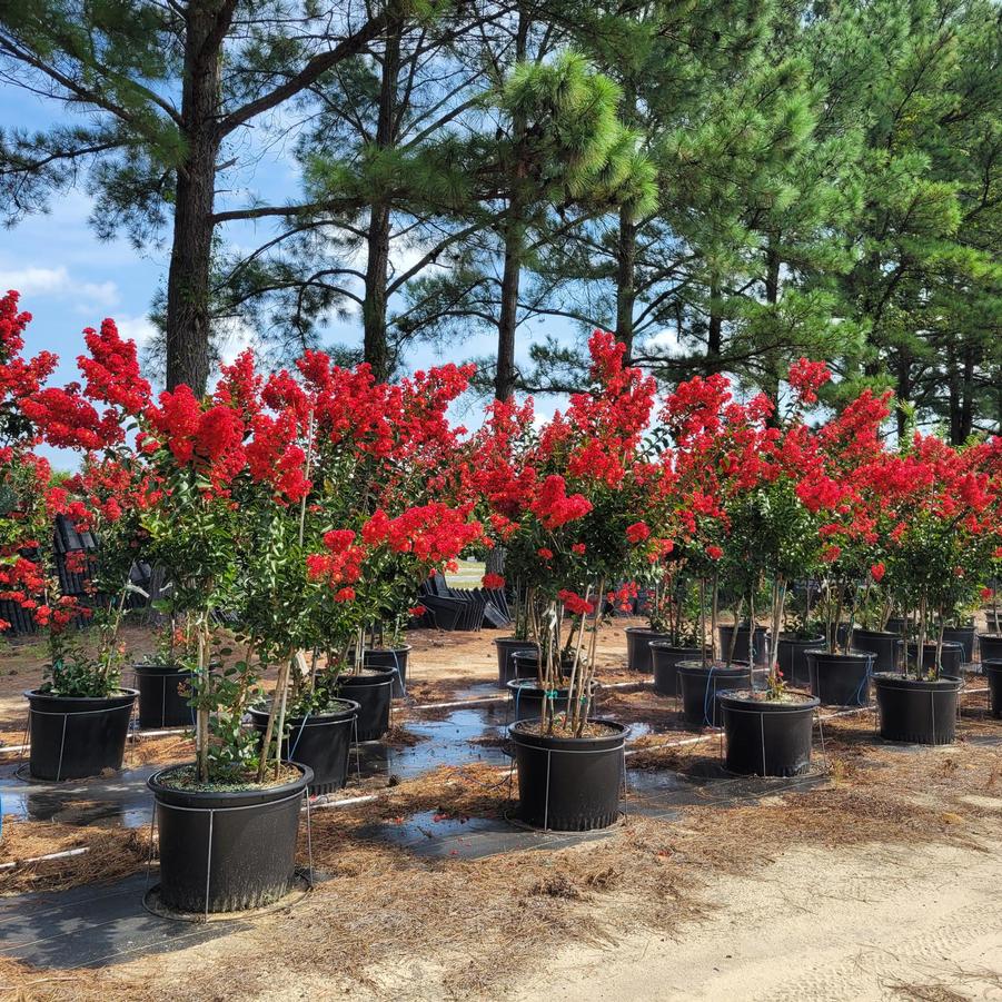 Lagerstroemia indica 'Miss Frances' - Crapemyrtle from Jericho Farms