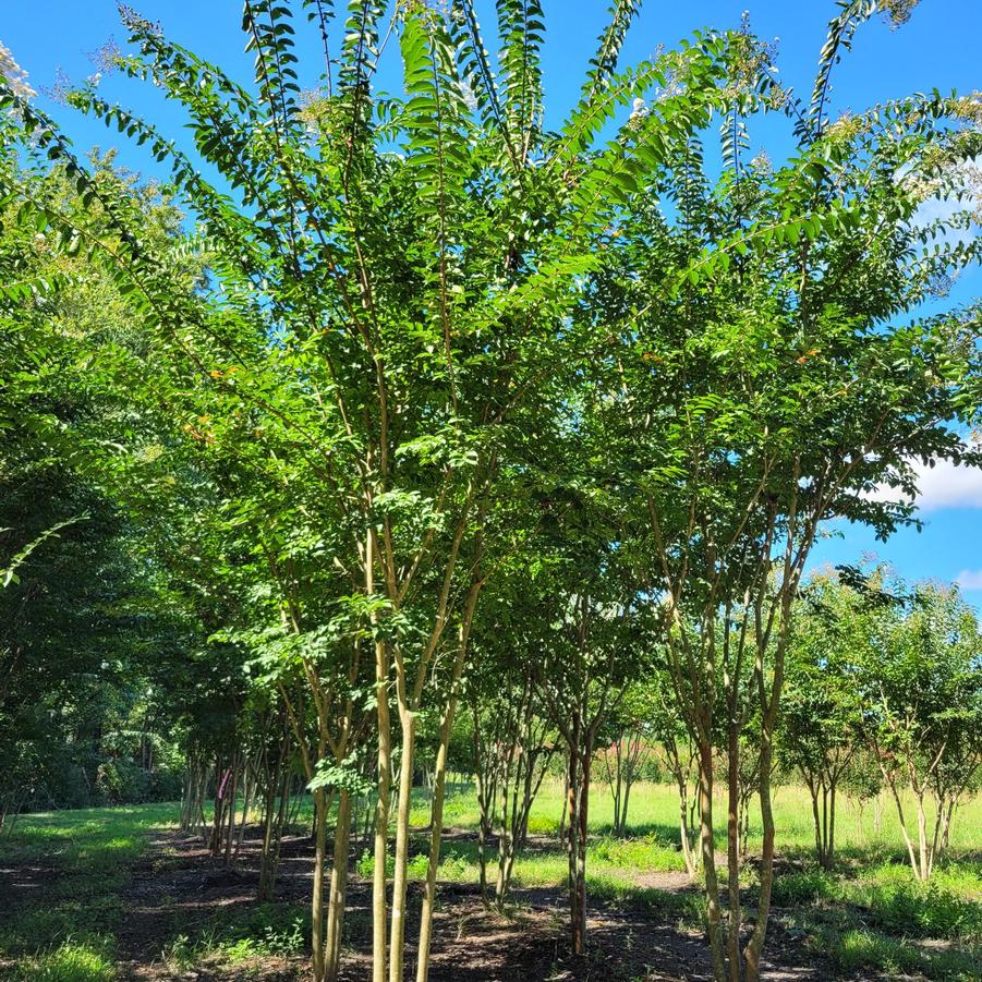 Lagerstroemia indica 'Sarah's Favorite' - Crape Myrtle from Jericho Farms