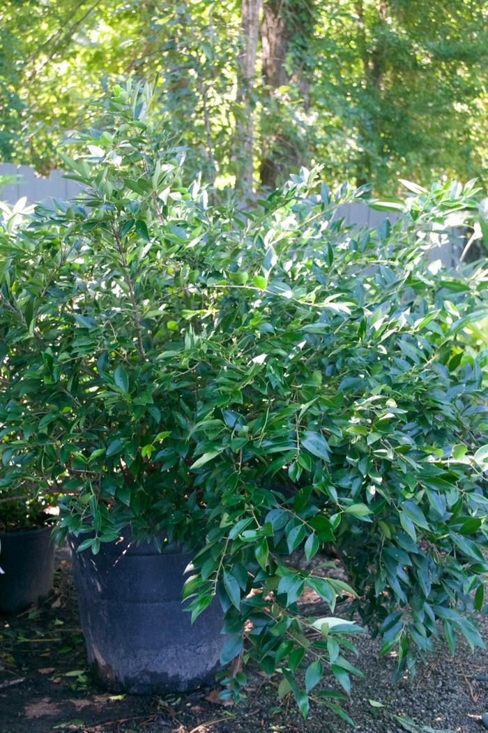 Ligustrum japonicum East Bay