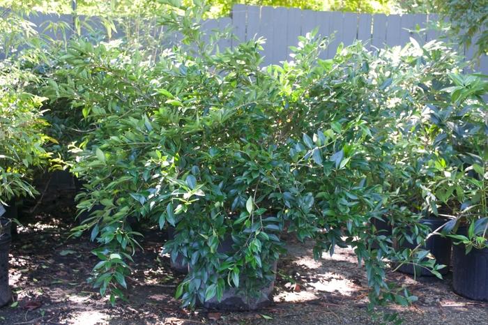 Ligustrum japonicum East Bay