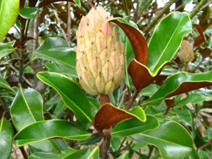 Magnolia grandiflora Bracken's Brown Beauty