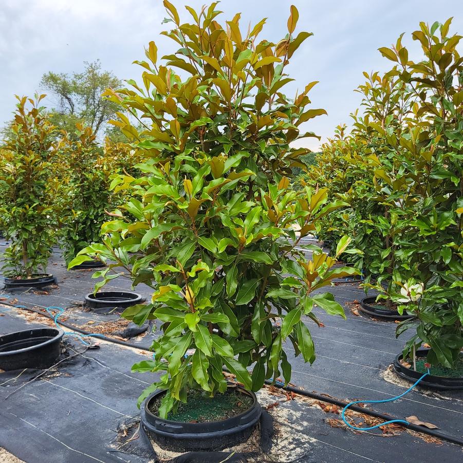 Magnolia grandiflora Bracken's Brown Beauty