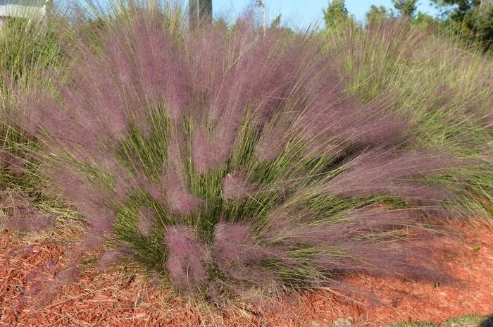 Muhlenbergia capillaris 