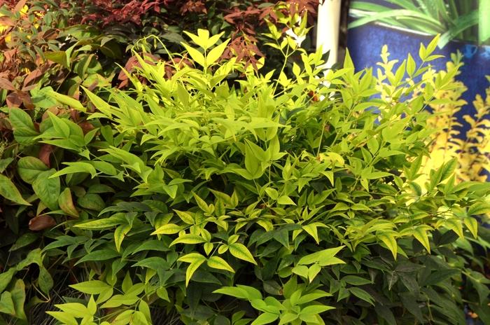 Nandina domestica Lemon Lime