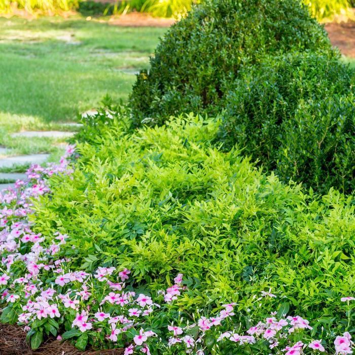 Nandina domestica Lemon Lime