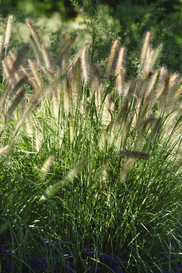 Pennisetum alopecuroides Cassian