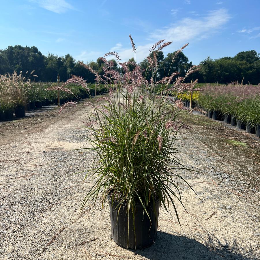 Pennisetum orientale 'Karley Rose' - Oriental Fountain Grass from Jericho Farms