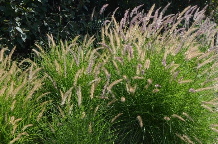 Pennisetum orientale Karley Rose