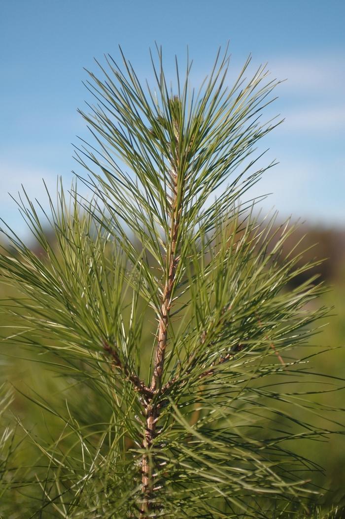 Pinus taeda 