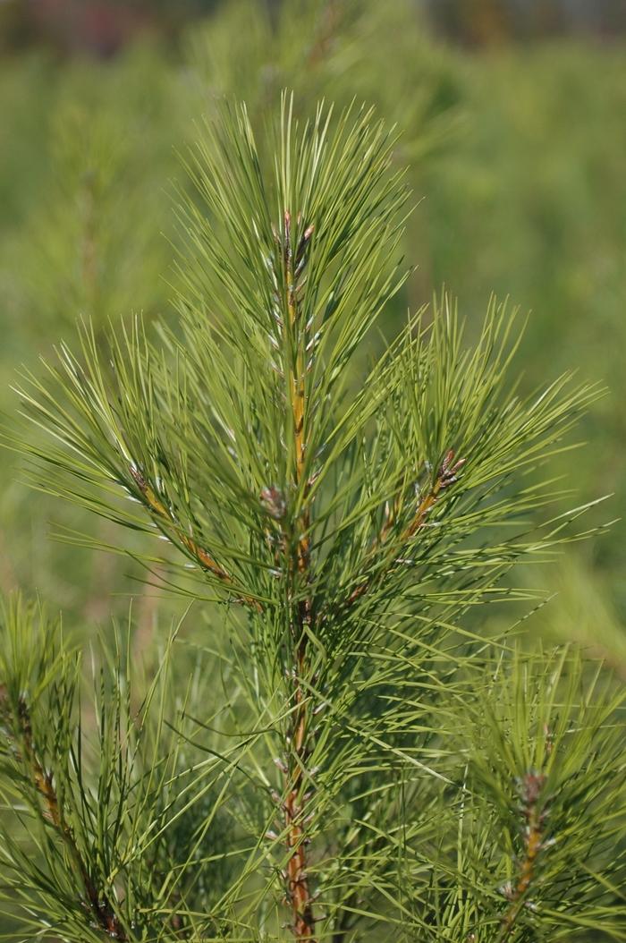 Pinus taeda 