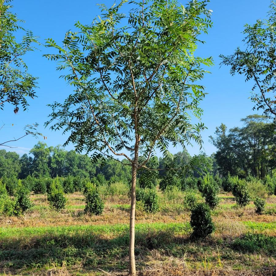 Pistacia chinensis - Chinese Pistachio from Jericho Farms