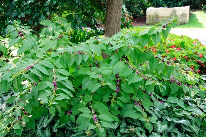 Callicarpa americana 