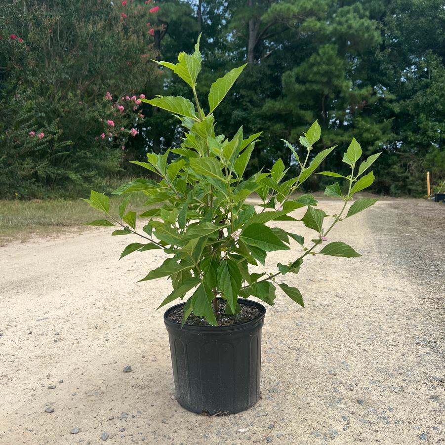 Callicarpa americana - Beautyberry from Jericho Farms