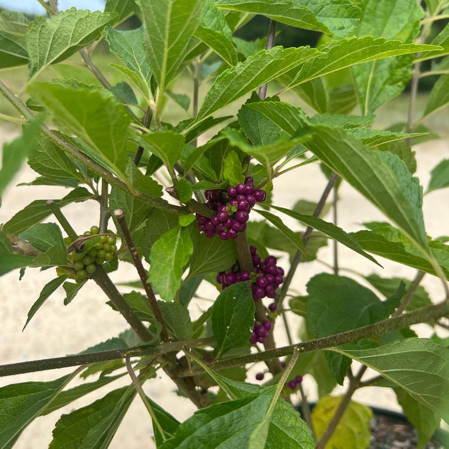 Callicarpa americana - Beautyberry from Jericho Farms