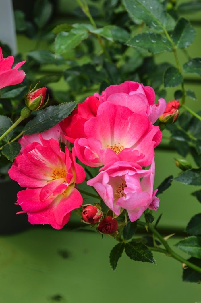 Rosa Pink Drift®