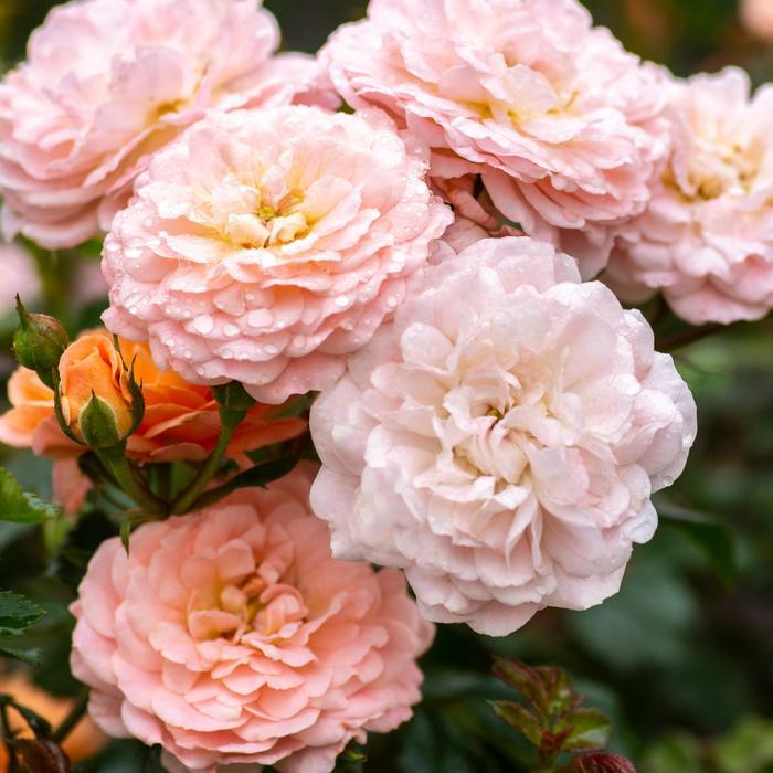 Rosa Apricot Drift®