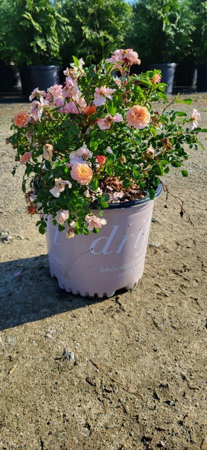Rosa 'Apricot Drift®' - Rose from Jericho Farms