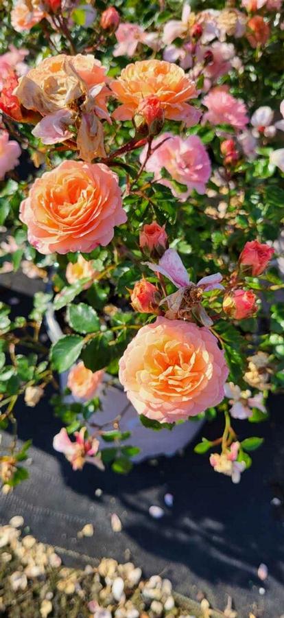 Rosa 'Apricot Drift®' - Rose from Jericho Farms