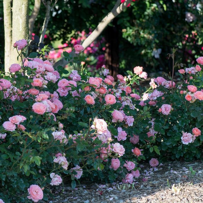 Rosa Apricot Drift®