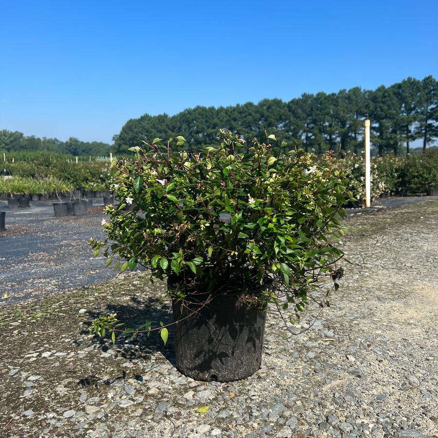 Abelia x grandiflora 'Little Richard' - Glossy Abelia from Jericho Farms