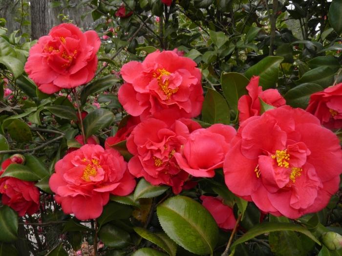 Camellia japonica Kramer's Supreme