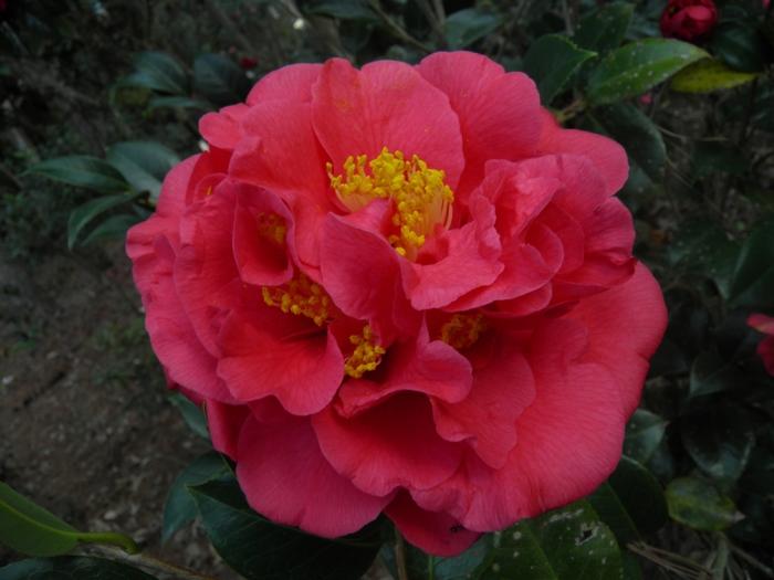 Camellia japonica Kramer's Supreme