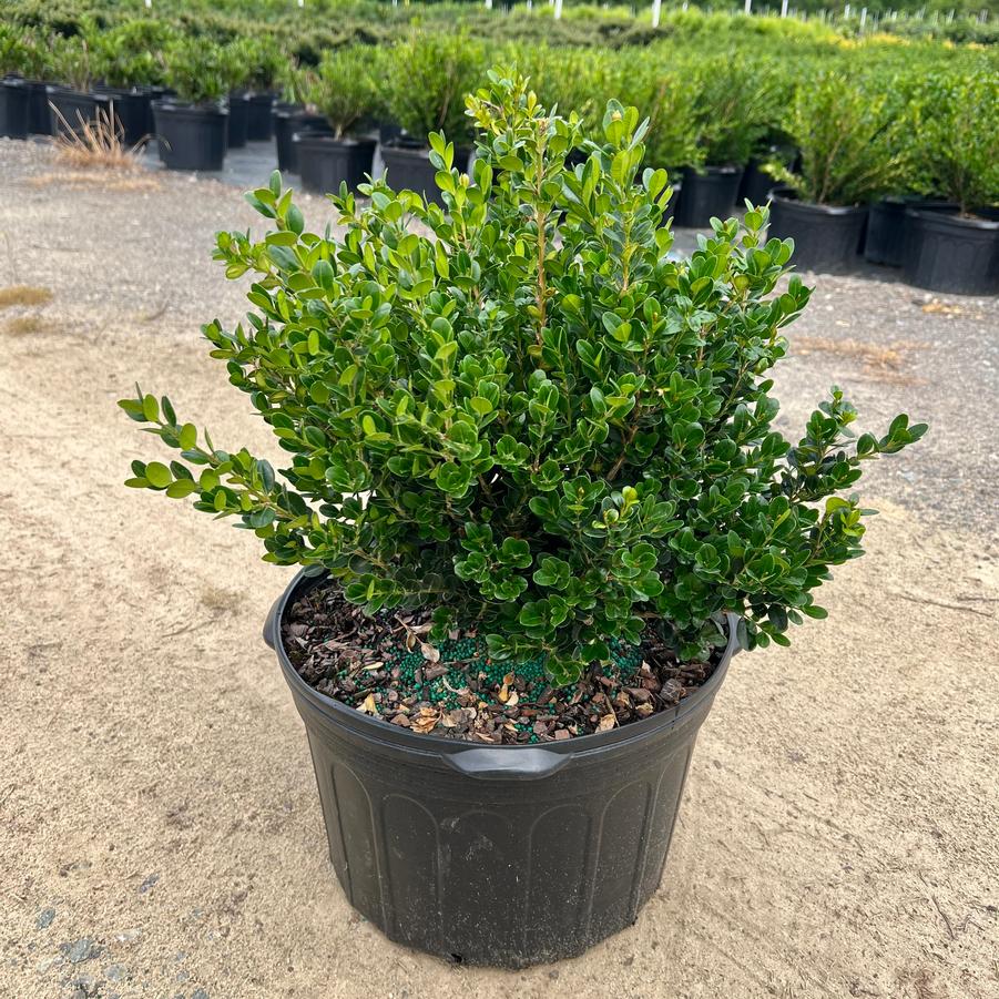 Buxus microphylla var. japonica 'Wintergreen' - Boxwood from Jericho Farms