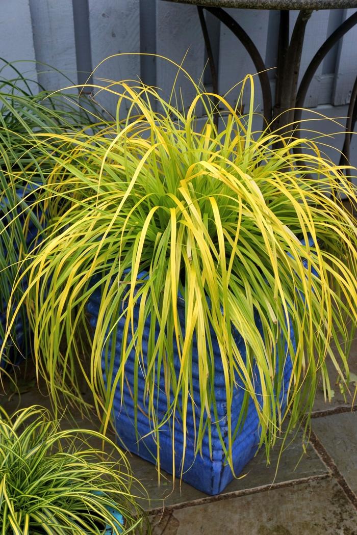 Carex oshimensis EverColor® Everillo