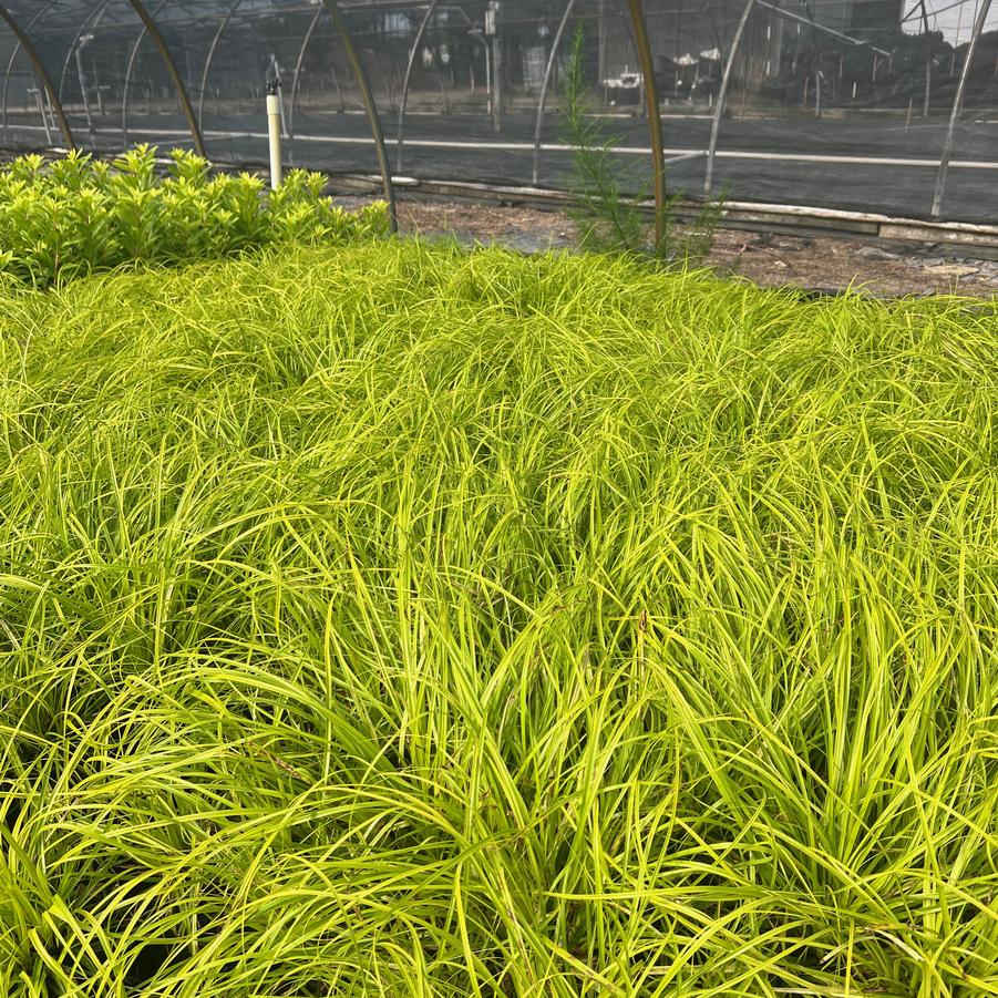 Carex oshimensis EverColor® 'Everillo' - Sedge from Jericho Farms