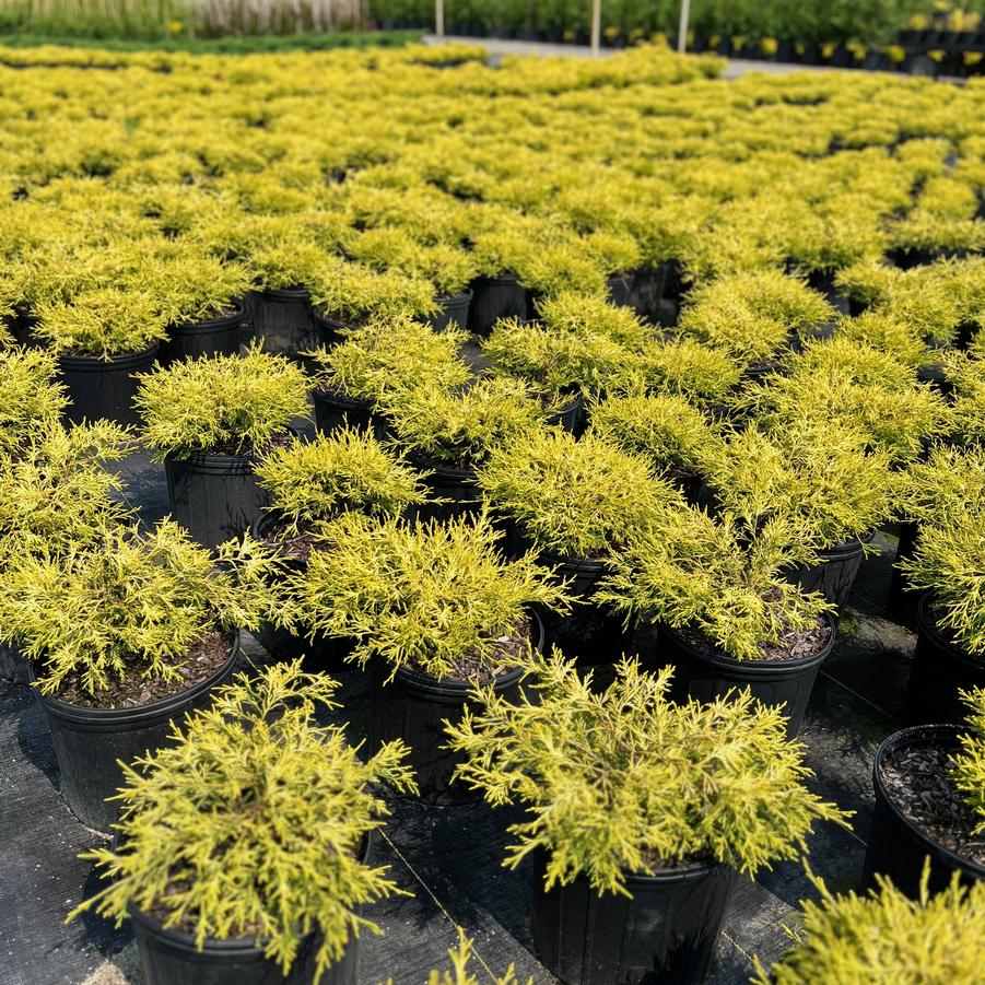 Chamaecyparis pisifera filifera 'King's gold' - Falsecypress from Jericho Farms