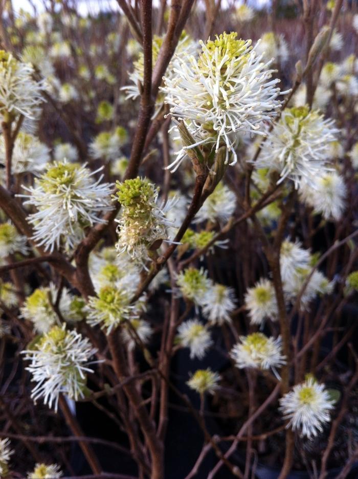 Fothergilla major 'Mount Airy' - Mount Airy Fothergilla from Jericho Farms