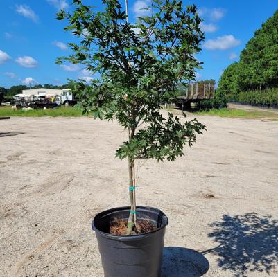 Acer palmatum Emperor 1®