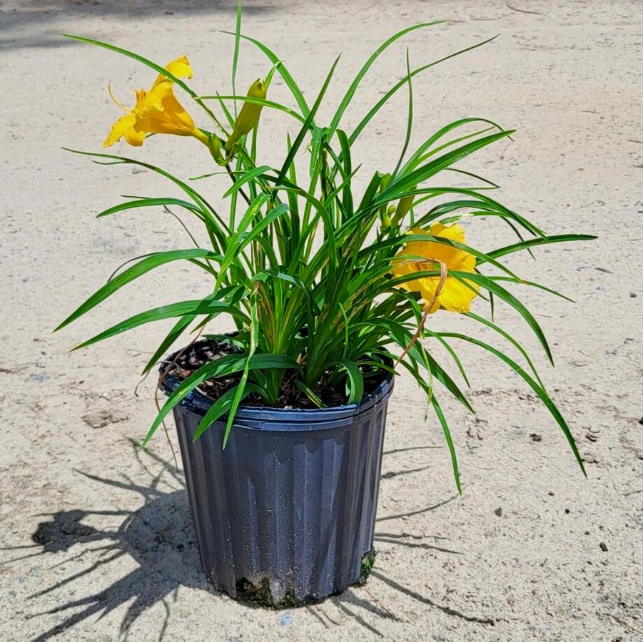 Hemerocallis 'Stella d' Oro' - Daylily from Jericho Farms