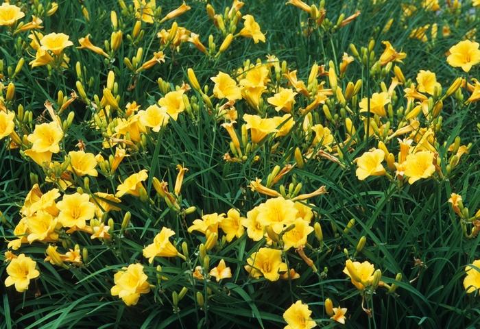 Hemerocallis Stella d' Oro