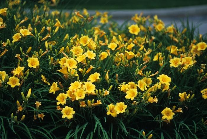 Hemerocallis Stella d' Oro