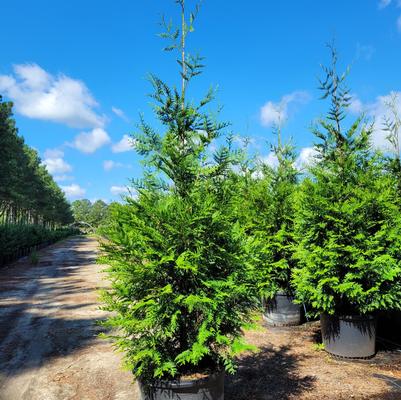 Thuja Green Giant