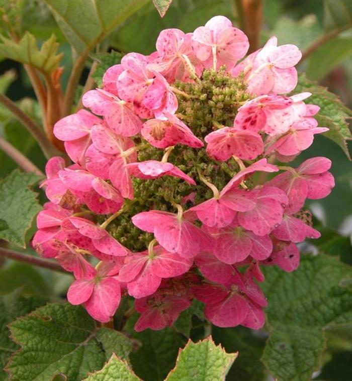 Hydrangea quercifolia Ruby Slippers