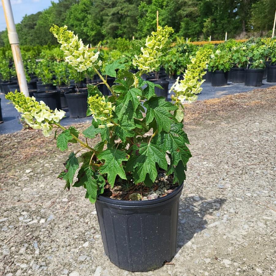 Hydrangea quercifolia 'Ruby Slippers' - Qakleaf Hydrangea from Jericho Farms