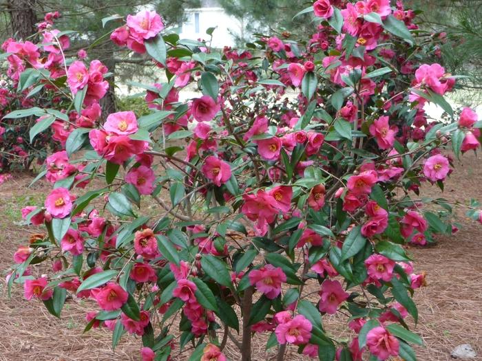 Camellia sasanqua Kanjiro