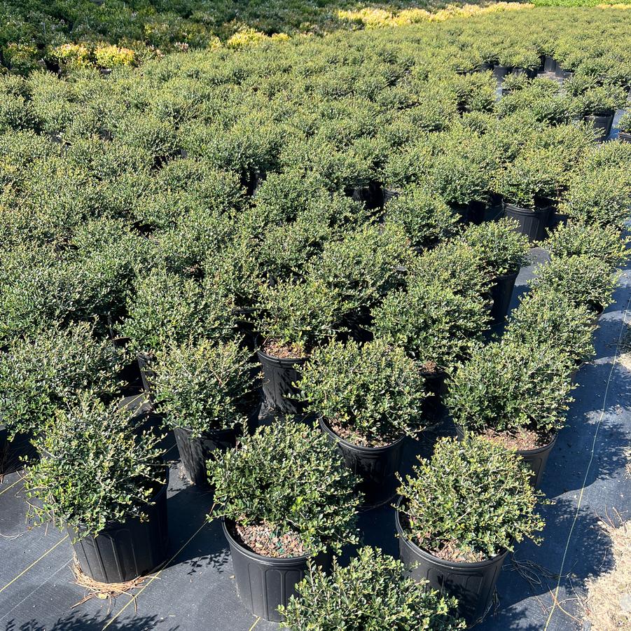 Ilex vomitoria 'Schilling's Dwarf' - Dwarf Yaupon Holly from Jericho Farms