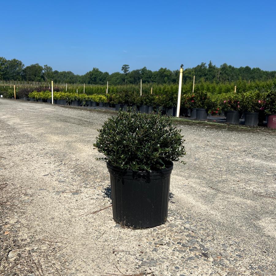 Ilex vomitoria 'Schilling's Dwarf' - Dwarf Yaupon Holly from Jericho Farms