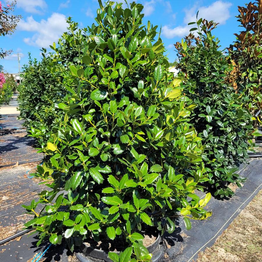 Ilex latifolia 'Auburn' - Holly from Jericho Farms