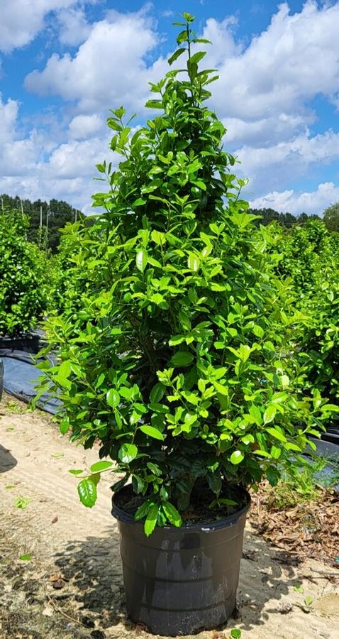 Ilex latifolia 'Auburn' - Holly from Jericho Farms