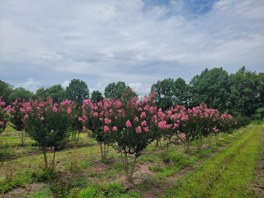 Lagerstroemia indica x fauriei 'Sioux' - Crapemyrtle from Jericho Farms